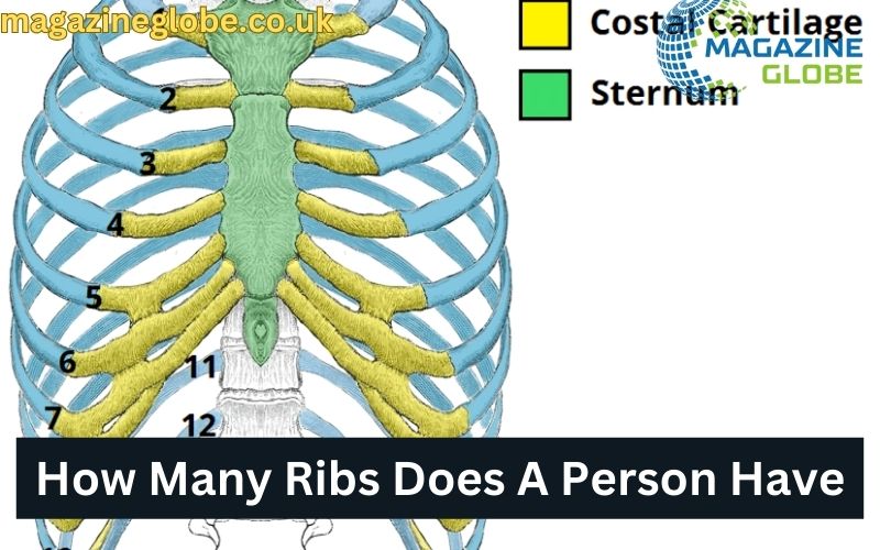 How Many Ribs Does A Person Have